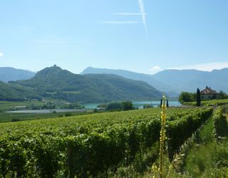Winery on Sudtirol wine road